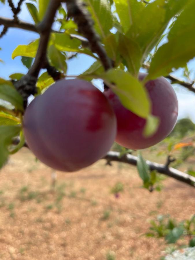 Masseria I Raffi B&B Monopoli Eksteriør billede